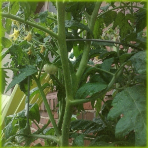 Tomatoes in my Sad Garden 2010